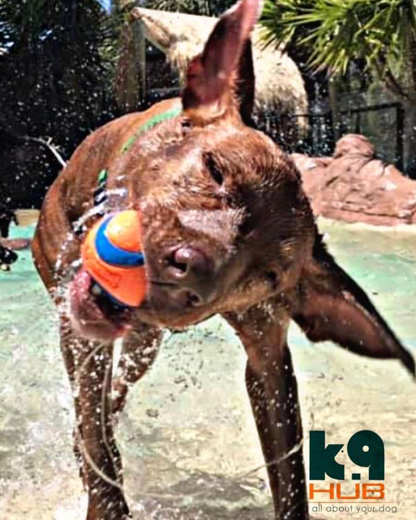 Snazzy - my rescue dog from Darwin now living her best life