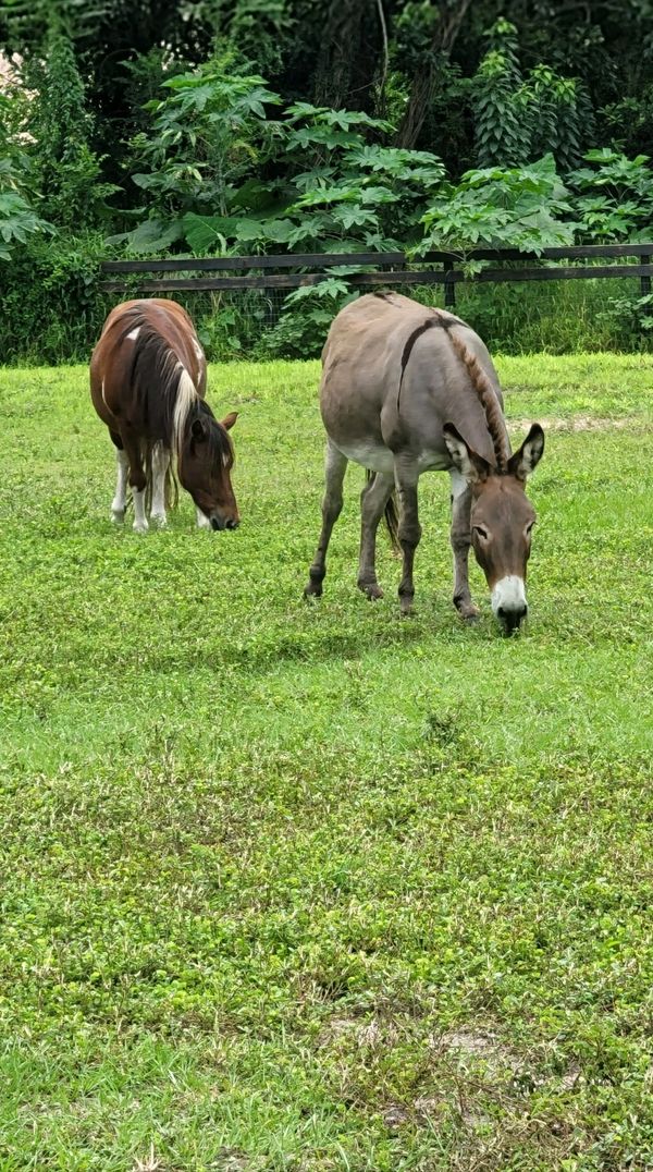 Patches, a charming mini horse with a rich brown coat, white markings, and a distinctive white mane.