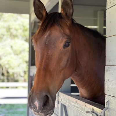 A calm, curious horse peeks out of its stall door, observing the surroundings with gentle eyes.