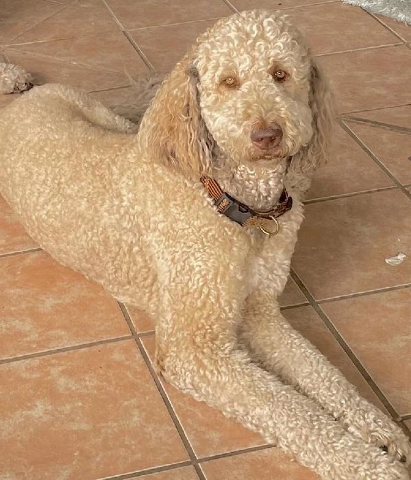 Banjo is a light cream Labradoodle with a curly coat, lively spirit, and a friendly, playful nature.