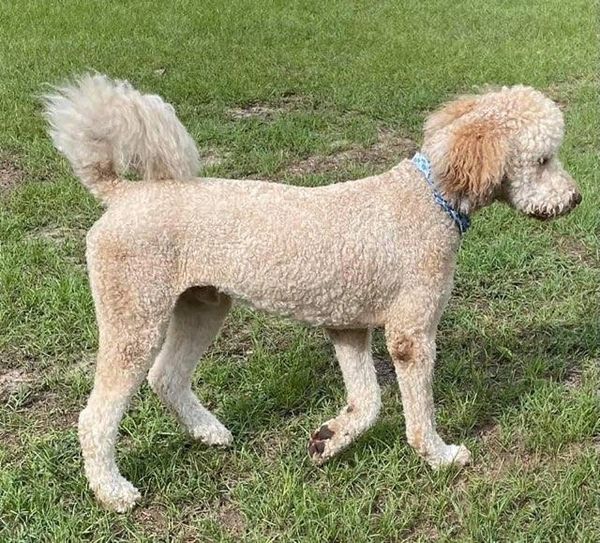 Banjo is a light cream Labradoodle with a curly coat, lively spirit, and a friendly, playful nature.