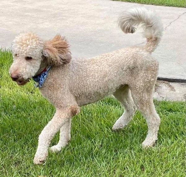 Banjo is a light cream Labradoodle with a curly coat, lively spirit, and a friendly, playful nature.