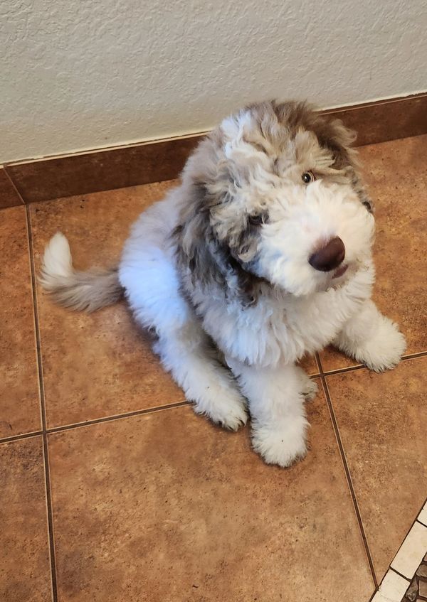 Baymax is a fluffy, cream and beige Merle Double Doodle with a sweet, caring personality and gentle