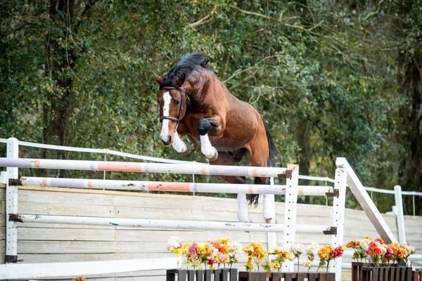 Don Quichot is a majestic bay horse with a strong build, graceful movement, striking white markings.