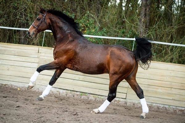 Don Quichot is a majestic bay horse with a strong build, graceful movement, striking white markings.
