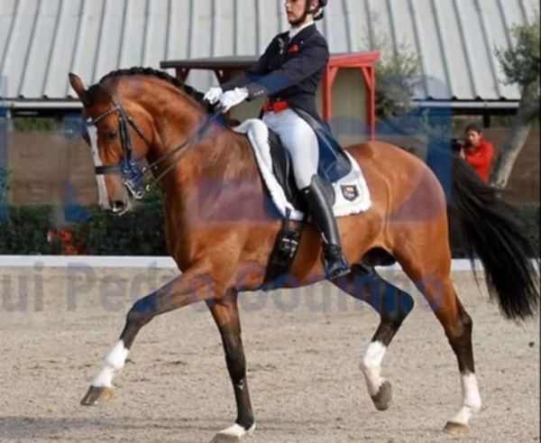 Don Quichot is a majestic bay horse with a strong build, graceful movement, striking white markings.