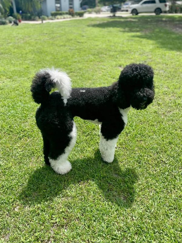 Nero is a striking black and white Labradoodle with a curly coat, joyful demeanor, and bright eyes.