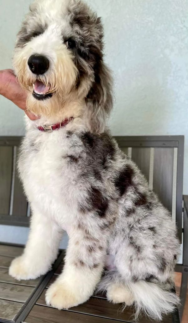 Ivy, a Fluffy Sheepadoodle with a gray, black, and white coat, bright eyes, and a friendly demeanor.