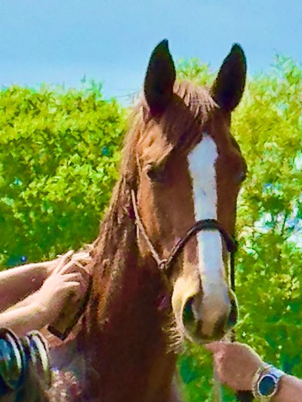 Fire Storm DHR is a stunning horse with a rich copper coat, tons of chrome, calm demeanor