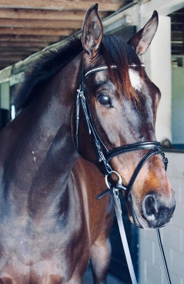 Grace Come Home is an elegant bay horse with a refined head, expressive eyes, and a poised demeanor.