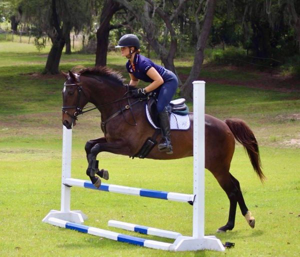 Grace Come Home is an elegant bay horse with a refined head, expressive eyes, and a poised demeanor.