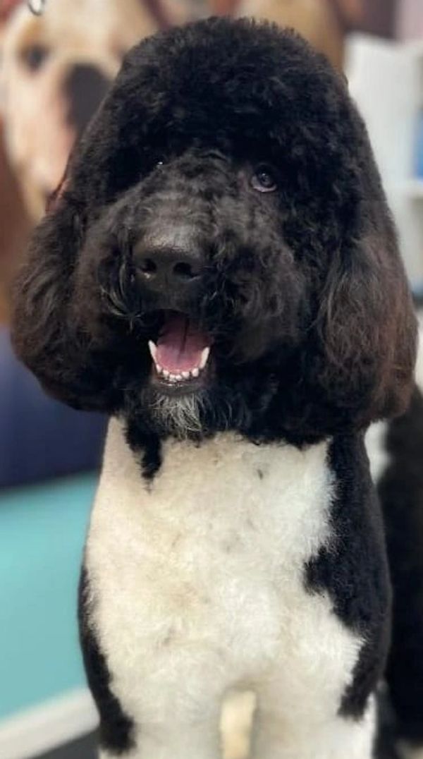 Nero is a striking black and white Labradoodle with a curly coat, joyful demeanor, and bright eyes.