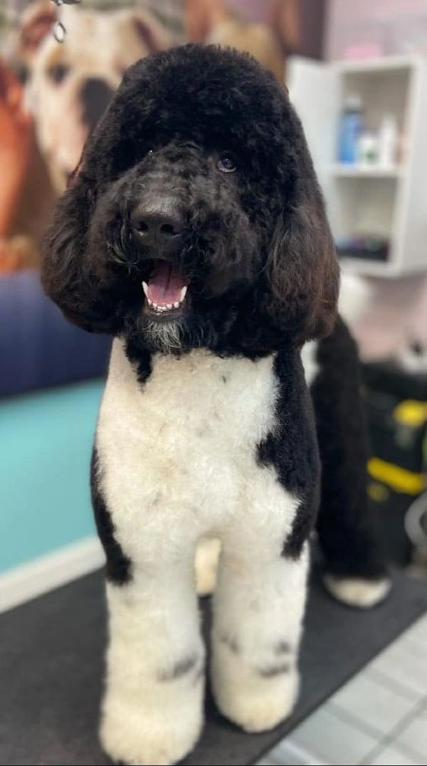 Nero is a striking black and white Labradoodle with a curly coat, joyful demeanor, and bright eyes.