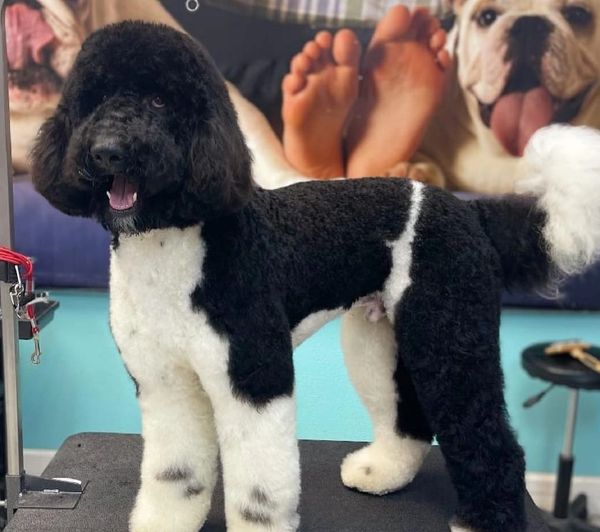 Nero is a striking black and white Labradoodle with a curly coat, joyful demeanor, and bright eyes.