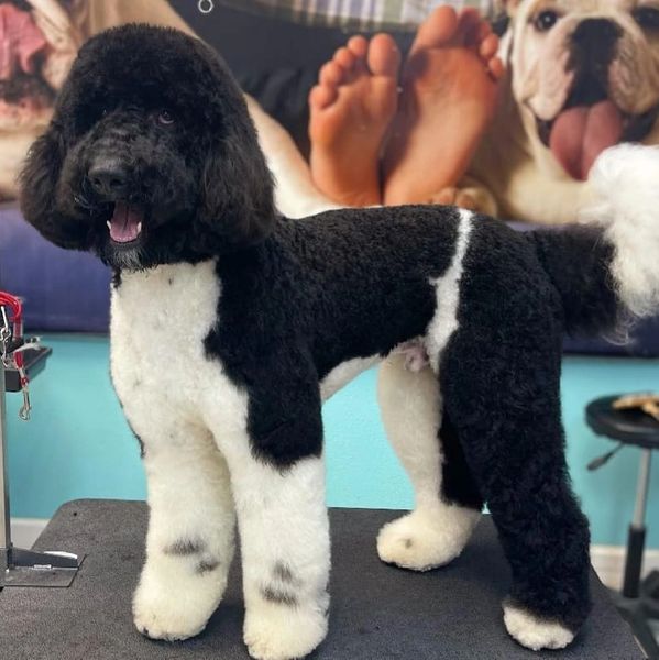 Nero is a striking black and white Labradoodle with a curly coat, joyful demeanor, and bright eyes.