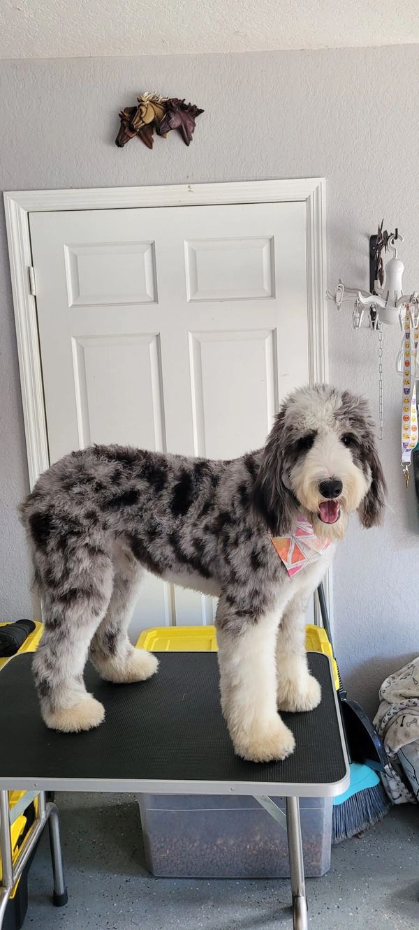 Ivy, a Fluffy Sheepadoodle with a gray, black, and white coat, bright eyes, and a friendly demeanor.