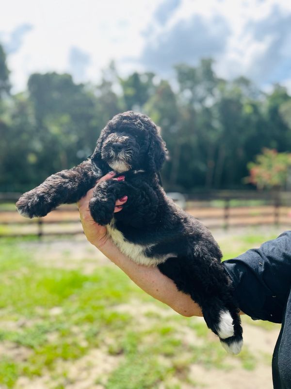 Adorable black Double Doodle puppy FOR SALE with a fluffy face and a touch of white on its muzzle.