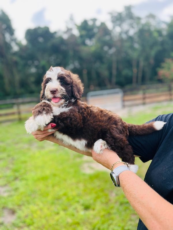 Fluffy Double Doodle puppy with a rich brown and white coat, bright eyes, and an adorable face.
