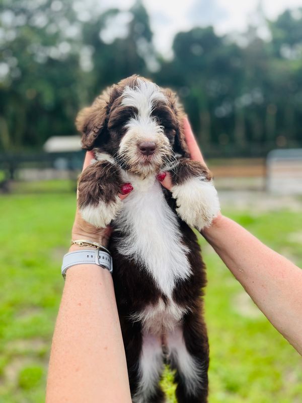 Fluffy Double Doodle puppy with a rich brown and white coat, bright eyes, and an adorable face.