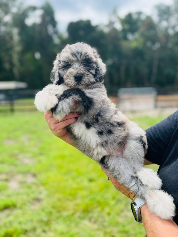 Adorable Merle Double Doodle with a soft, fluffy gray and white coat, and a sweet, gentle expression