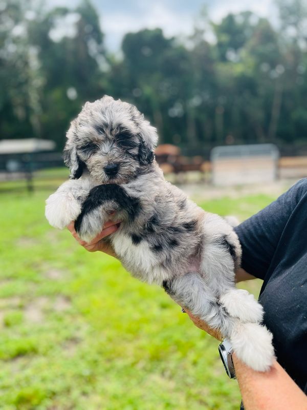 Adorable Merle Double Doodle with a soft, fluffy gray and white coat, and a sweet, gentle expression