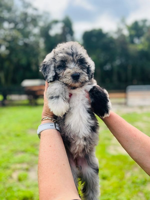 Adorable Merle Double Doodle with a soft, fluffy gray and white coat, and a sweet, gentle expression