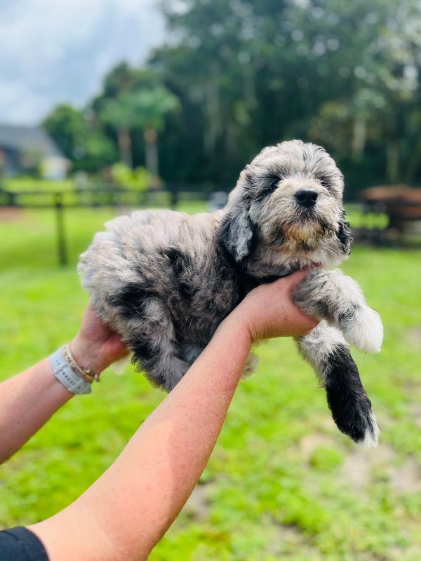 Adorable Merle Double Doodle with a soft, fluffy gray and white coat, and a sweet, gentle expression