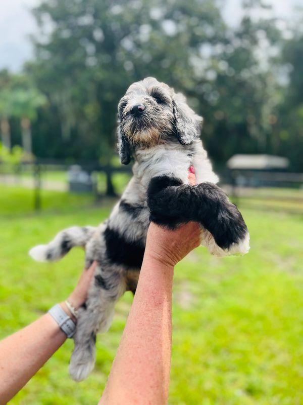 Charming Merle Double Doodle with a fluffy gray, black, and white coat, playful eyes, lively spirit.