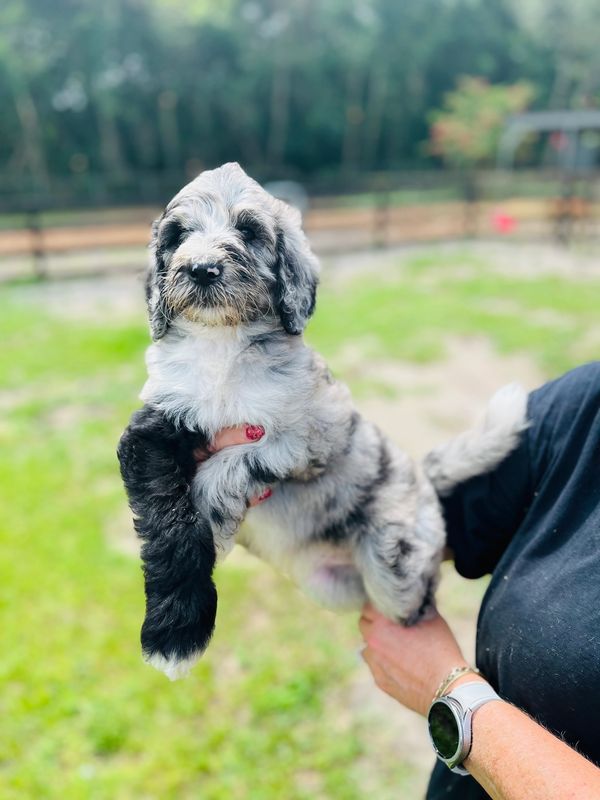 Charming Merle Double Doodle with a fluffy gray, black, and white coat, playful eyes, lively spirit.