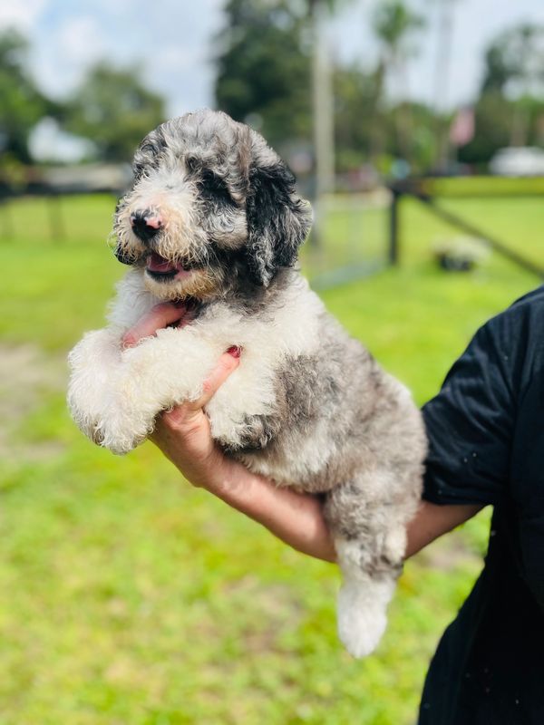 Adorable Merle Double Doodle with a fluffy gray and white coat, a sweet face, and gentle eyes.