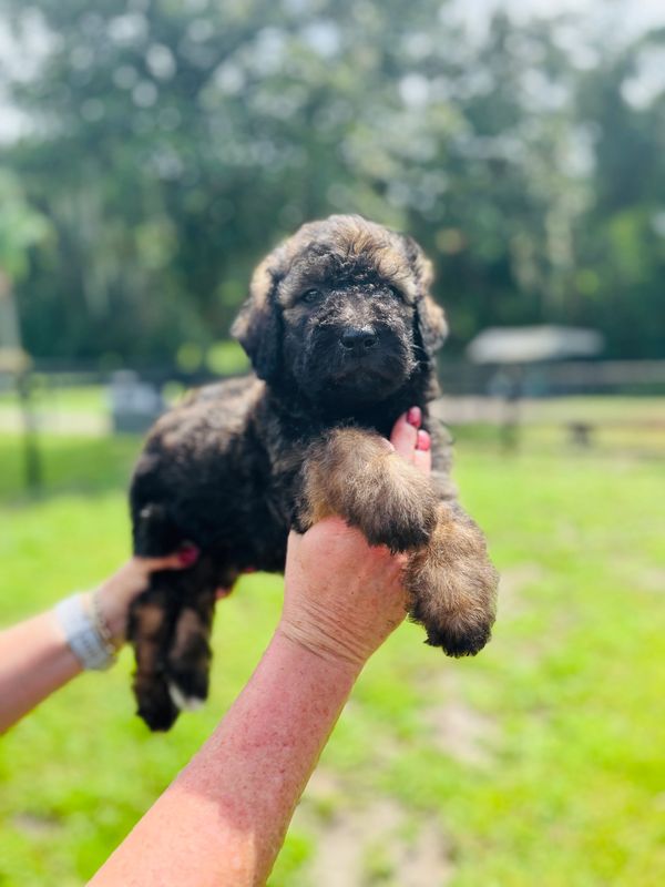 Adorable Labradoodle puppy with a soft, curly brownish coat and bright, curious eyes.
