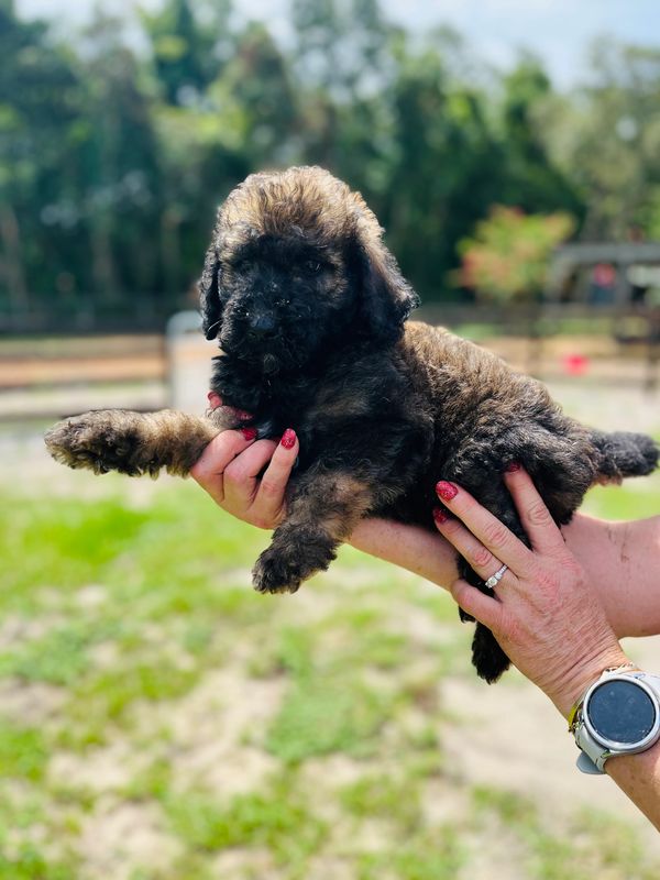 Fluffy Labradoodle puppy with a curly dark brown coat, expressive eyes, and a sturdy build.