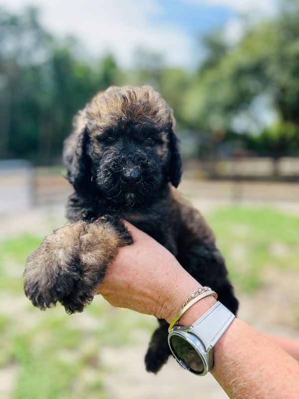 Fluffy Labradoodle puppy with a curly dark brown coat, expressive eyes, and a sturdy build.