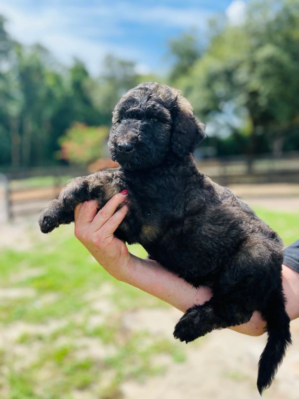 Fluffy Labradoodle puppy with a curly dark brown coat, expressive eyes, and a sturdy build.