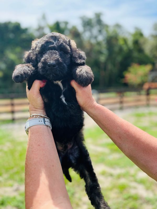 Fluffy Labradoodle puppy with a curly dark brown coat, expressive eyes, and a sturdy build.