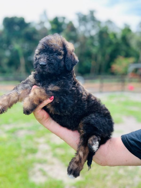 Adorable Labradoodle puppy with a curly black and brown coat, gentle eyes, and a soft expression.
