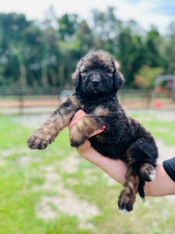 Adorable Labradoodle puppy with a curly black and brown coat, gentle eyes, and a soft expression.