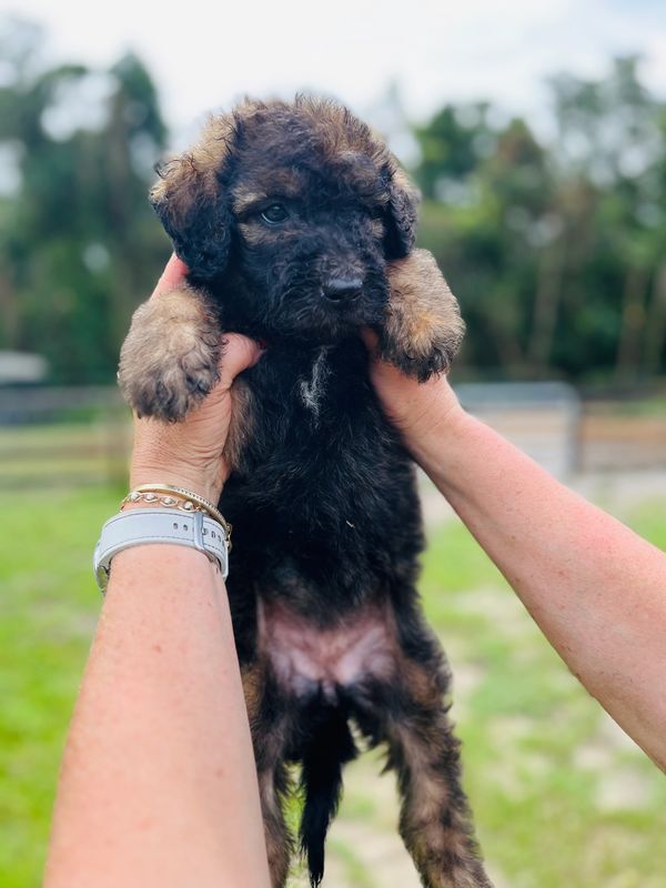 Adorable Labradoodle puppy with a curly black and brown coat, gentle eyes, and a soft expression.