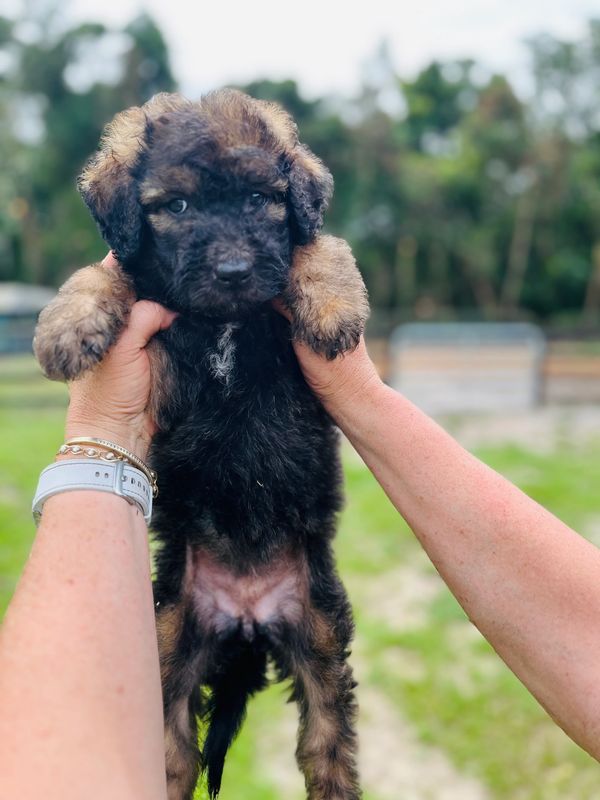 Adorable Labradoodle puppy with a soft, curly brownish coat and bright, curious eyes.