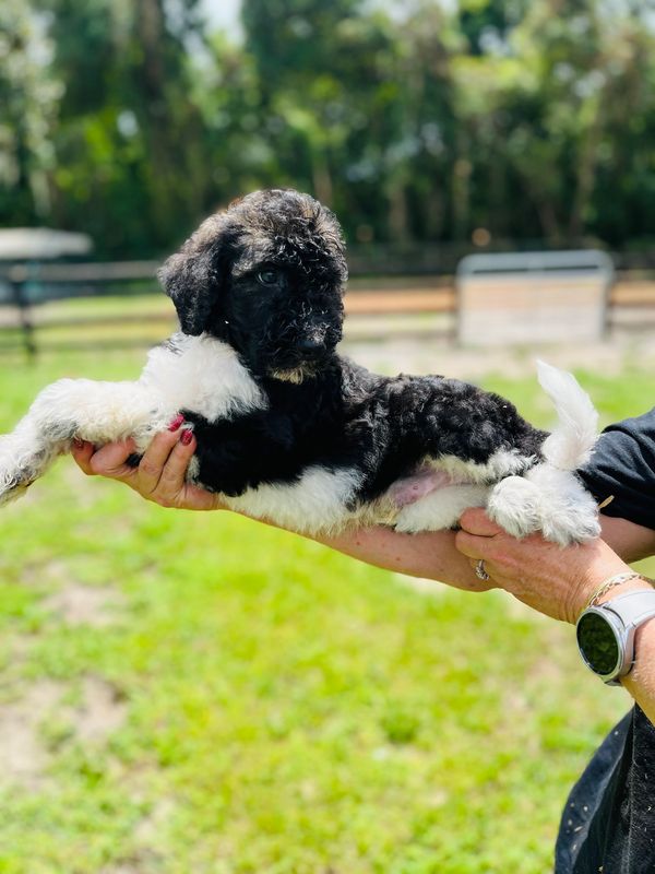 Adorable Labradoodle puppy with a curly black and white coat, bright eyes, and a sweet expression.