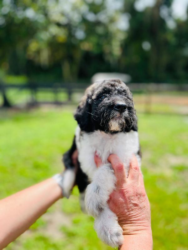 Adorable Labradoodle puppy with a curly black and white coat, bright eyes, and a sweet expression.