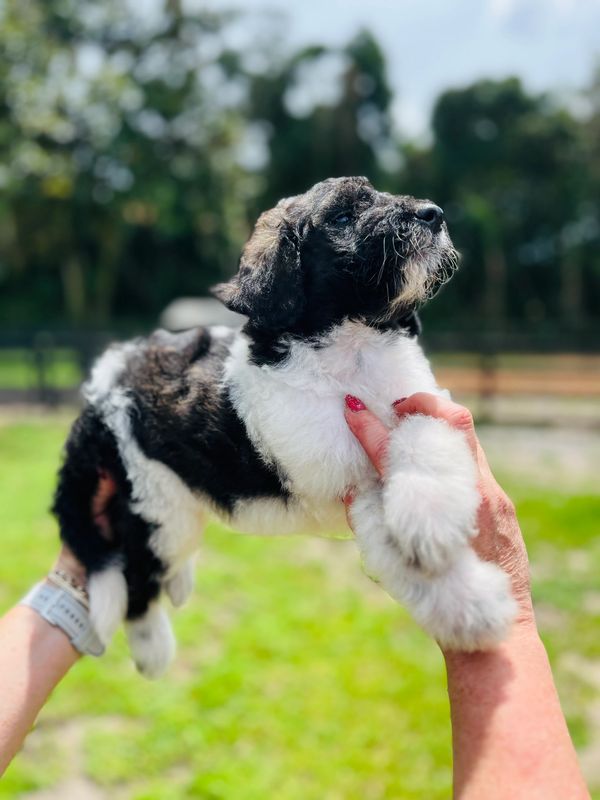 Cute Labradoodle puppy with a fluffy black and white coat, bright eyes, and curly fur.
