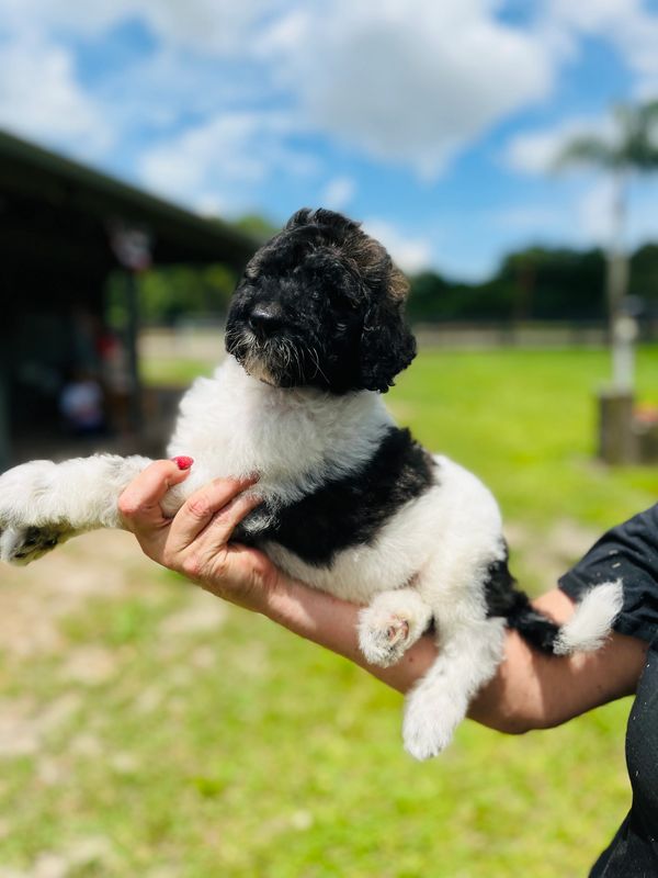 Cute Labradoodle puppy with a fluffy black and white coat, bright eyes, and curly fur.