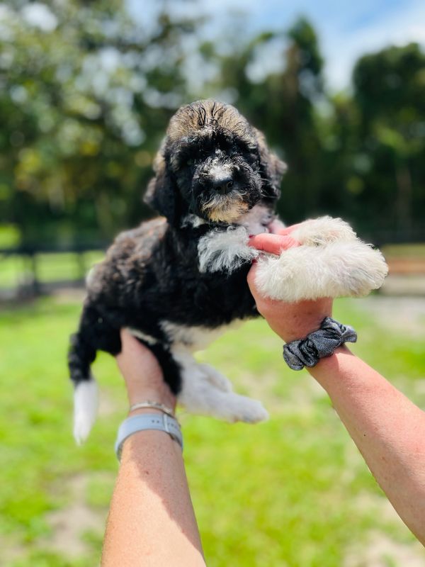 Adorable Labradoodle puppy with a fluffy black and white coat, curly fur, and gentle eyes.