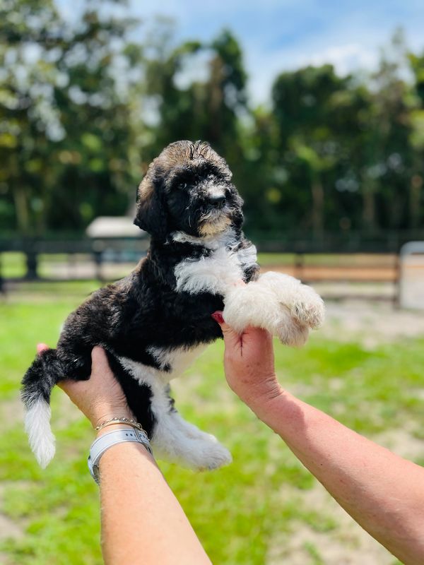 Adorable Labradoodle puppy with a fluffy black and white coat, curly fur, and gentle eyes.
