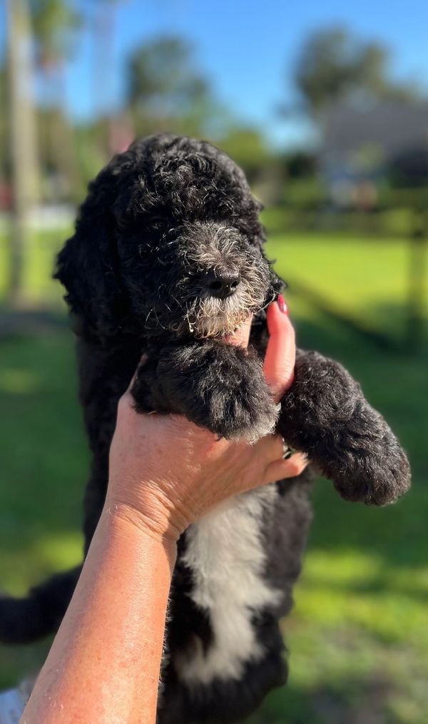 Adorable black Double Doodle puppy FOR SALE with a fluffy face and a touch of white on its muzzle.