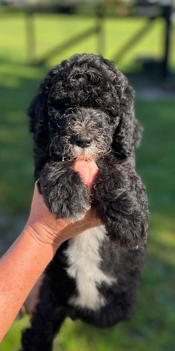 Adorable black Double Doodle puppy FOR SALE with a fluffy face and a touch of white on its muzzle.