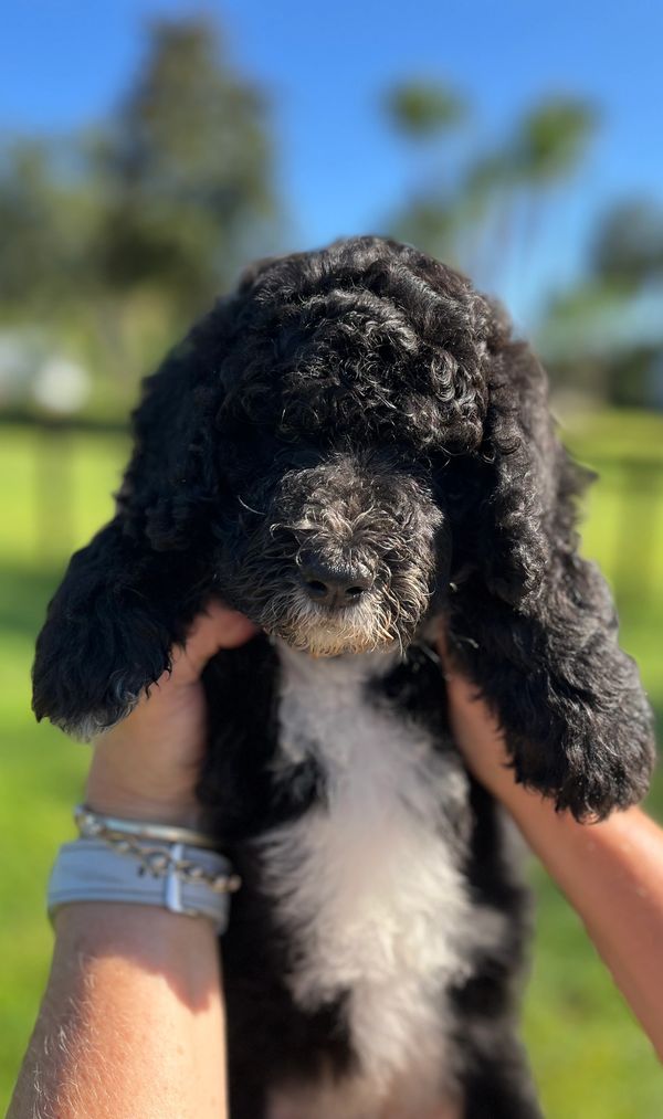 Adorable black Double Doodle puppy FOR SALE with a fluffy face and a touch of white on its muzzle.