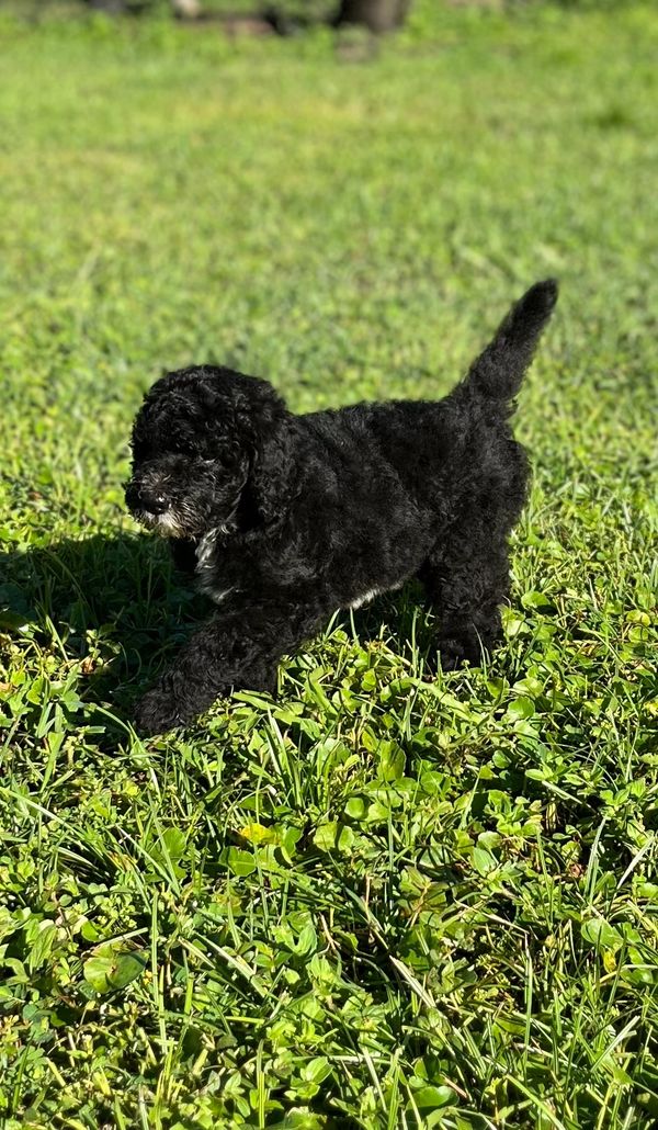 Adorable black Double Doodle puppy FOR SALE with a fluffy face and a touch of white on its muzzle.
