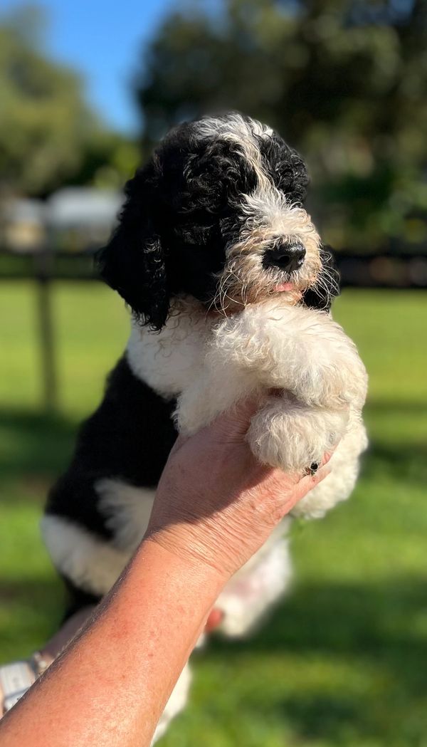 Adorable Double Doodle puppy has a fluffy, curly coat with black and white fur around the nose.